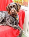 Purebred German wire-haired pointer