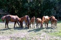 Purebred gidran horses eating fresh mown grass on a rural horse ranch