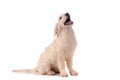 Purebred golden retriever dog isolated over white background Royalty Free Stock Photo