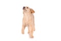 Purebred golden retriever dog isolated over white background Royalty Free Stock Photo