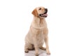 Purebred golden retriever dog isolated over white background Royalty Free Stock Photo