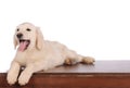 Purebred golden retriever dog isolated over white background Royalty Free Stock Photo