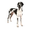 Purebred Great Dane dog isolated on a white background