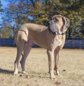 Purebred Great Dane male on a field