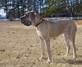 Purebred Great Dane male