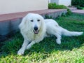 A purebred Great Pyrenees dog