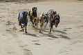 Purebred greyhounds runs on race track