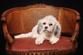 Purebred Havanese dog