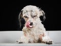 Purebred Havanese dog Royalty Free Stock Photo