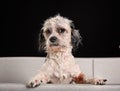 Purebred Havanese dog Royalty Free Stock Photo