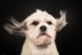 Purebred Havanese dog Royalty Free Stock Photo