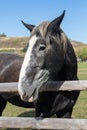 A purebred heavyweight stallion behind the wooden fence close up. Sunny weather, rural life concept