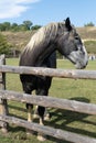 A purebred heavyweight stallion behind the wooden fence close up. Sunny weather, rural life concept