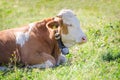 Purebred Hereford cow lying on Alps sunlight pasture meadow
