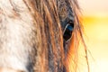 Purebred horse eye close up shot at sunset. Royalty Free Stock Photo
