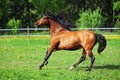 Purebred horse galloping across a green meadow Royalty Free Stock Photo