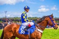 Purebred horse and jockey at traditional race event Bulgaria Royalty Free Stock Photo