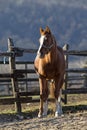 Purebred horse peaceful standing in front of wooden corral fence Royalty Free Stock Photo