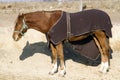 Purebred horse posing in the stable door on animal farm in blan Royalty Free Stock Photo