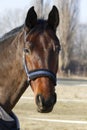 Purebred horse posing in the stable door on animal farm in blan Royalty Free Stock Photo