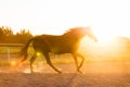 Purebred horse running in the padlock in the sunset. Royalty Free Stock Photo