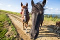 Purebred horses in nature. Stunning Carpathians. Nature.