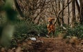 Running Vizsla with Flapping Ears in Forest