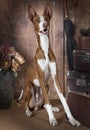 Purebred Ibizan Hound dog indoors Royalty Free Stock Photo