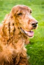 Purebred Irish Setter Dog Canine Pet Sitting