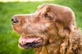 Purebred Irish Setter Dog Canine Pet Sitting