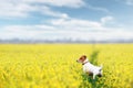 Purebred Jack Russel Terrier puppy hunting Royalty Free Stock Photo