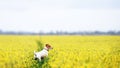 Purebred Jack Russel Terrier puppy on yellow rape field Royalty Free Stock Photo