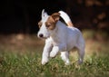 Purebred Jack Russell Terrier dog Royalty Free Stock Photo