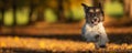 The adorable Jack Russell Terrier is running in a colorful autumn forest.