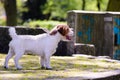 Purebred jack russell terrier poses in a summer park for a photo. Dog sideways to the camera. Royalty Free Stock Photo