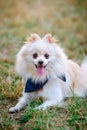 Purebred Japanese Spitz dog portrait Royalty Free Stock Photo