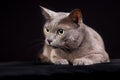 Purebred Korat cat Royalty Free Stock Photo