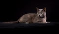 Purebred Korat cat Royalty Free Stock Photo