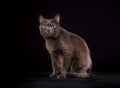 Purebred Korat cat Royalty Free Stock Photo