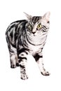 Purebred Kunashir cat Royalty Free Stock Photo