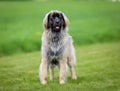 Purebred Leonberger dog Royalty Free Stock Photo