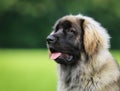 Purebred Leonberger dog Royalty Free Stock Photo