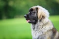 Purebred Leonberger dog Royalty Free Stock Photo