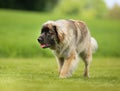 Purebred Leonberger dog Royalty Free Stock Photo