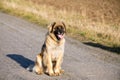 Purebred Leonberger dog outdoors Royalty Free Stock Photo