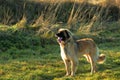 Purebred Leonberger dog outdoors Royalty Free Stock Photo