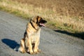 Purebred Leonberger dog outdoors Royalty Free Stock Photo