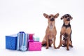 Purebred little dogs with gift boxes.