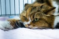 The purebred longhair cat close-up lies outstretched paw