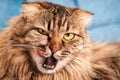 Purebred longhair Highland Scottish Fold cat licking lips, funny domestic cat portrait close up